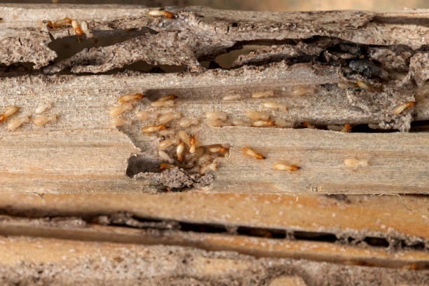 Best Termite Control Services  in Anna, IL